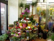 「更科生花店」　（北海道小樽市）の花屋店舗写真3